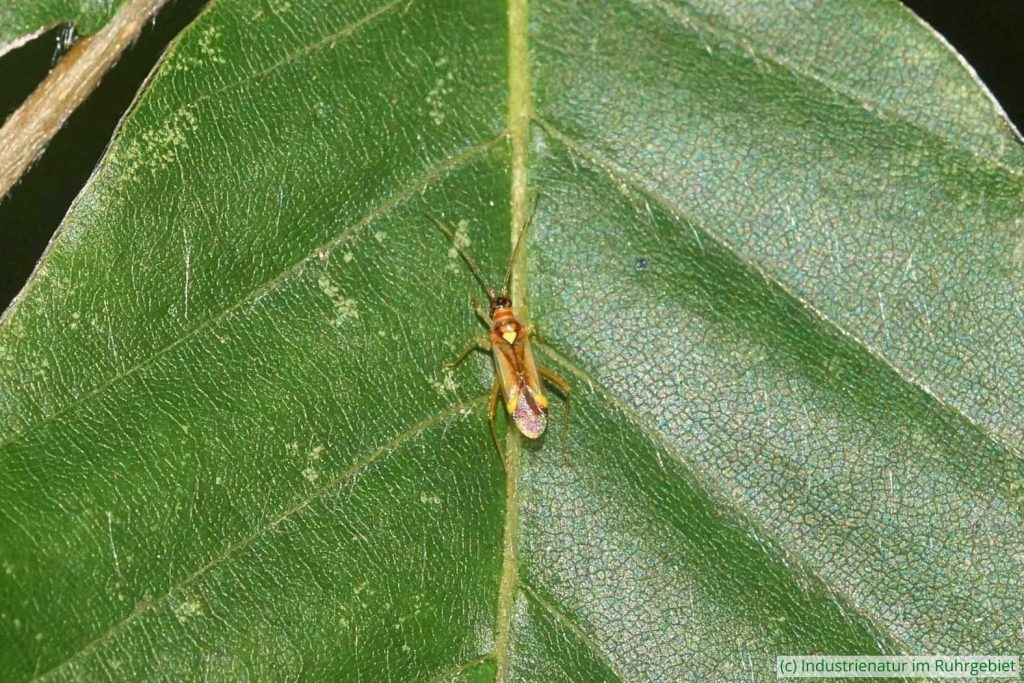 Bunte Zwerg-Weichwanze (Campyloneura virgula), Halde Zollern, 05.07.2025
