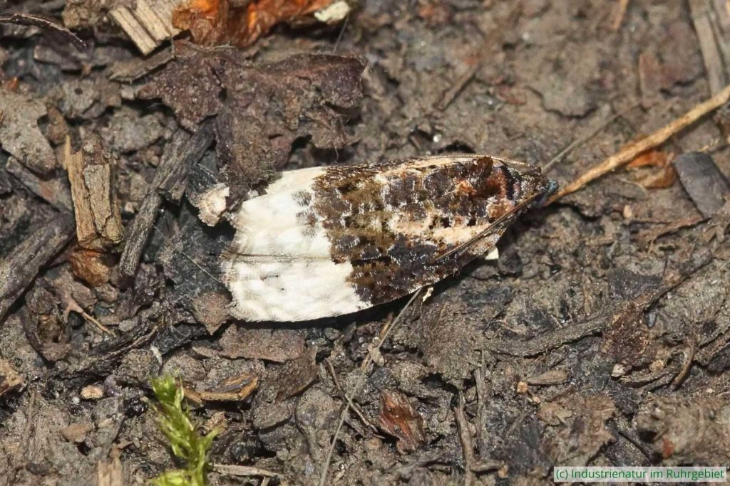 Birken-Knospenwickler (Apotomis betuletana), Halde Zollern, 05.07.2025