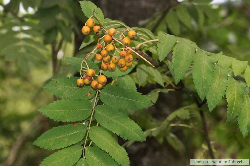 Eberesche (Sorbus aucuparia), Halde Zollern, 05.07.2025