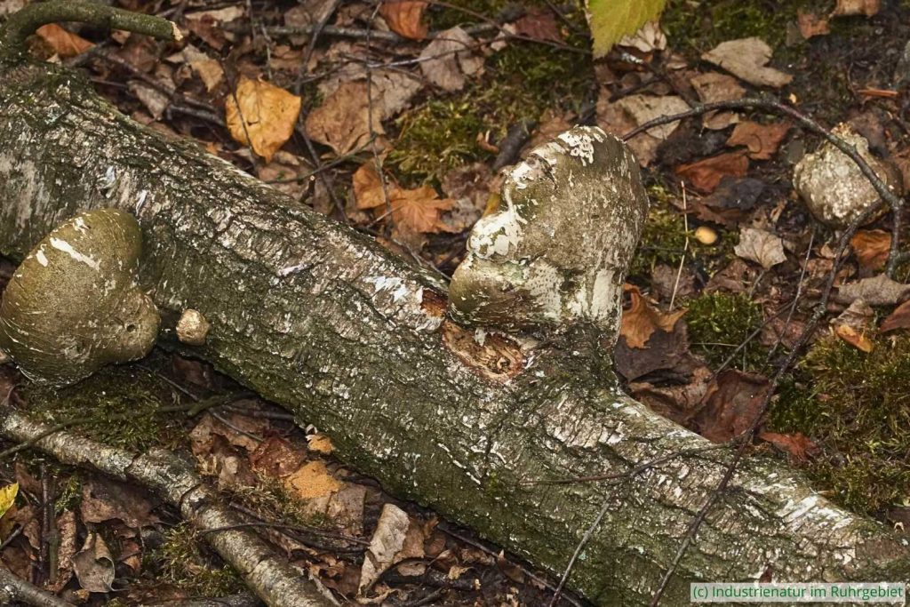 Birkenporling (Fomitopsis betulina) an liegendem Totholz, Halde Zollern, 05.07.2025