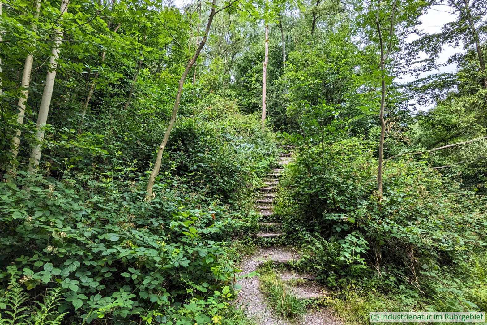 Eine der Treppen der Halde Zollern, 05.07.2025