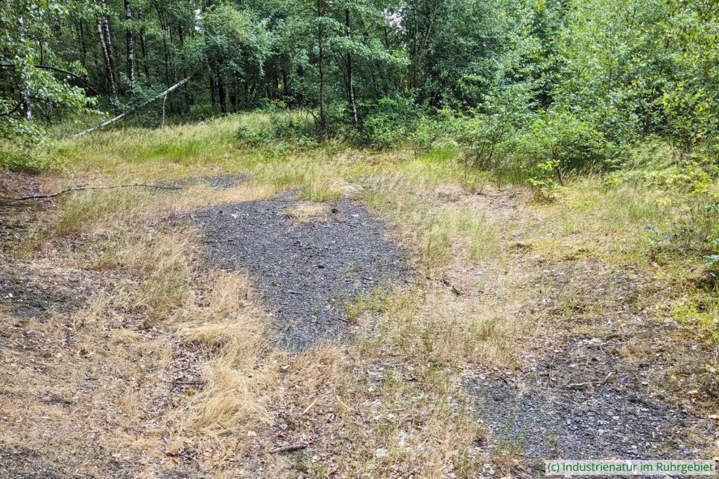 Lichtung mit freiliegendem Bergematerial auf der Halde Zollern, 05.07.2025