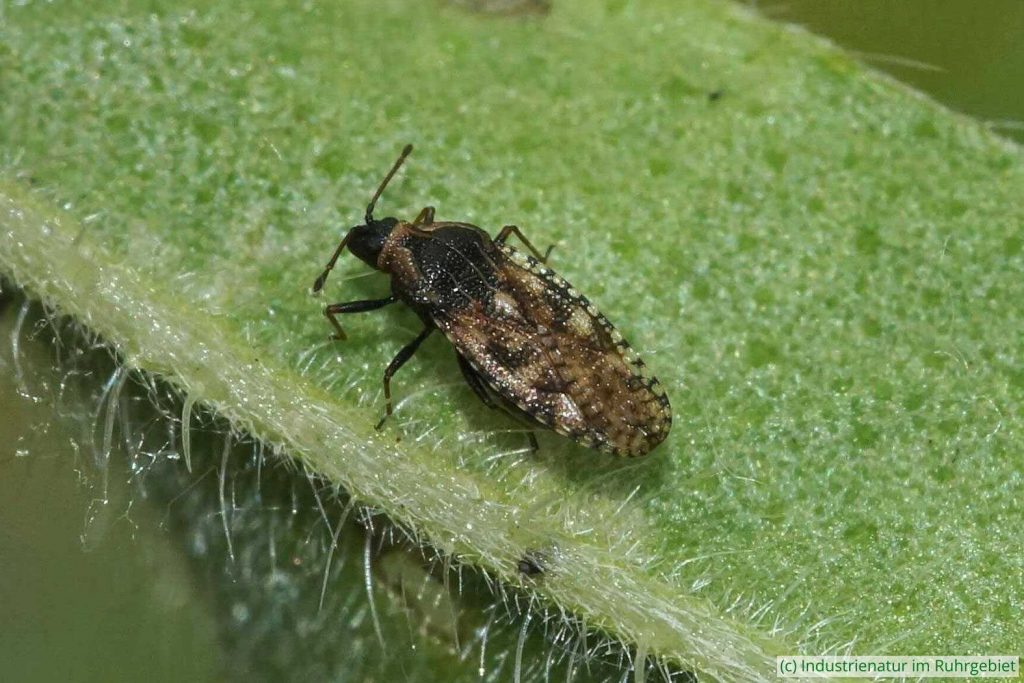 Natternkopf-Netzwanze (Dictyla echii), Kokerei Hansa, 10.06.2022