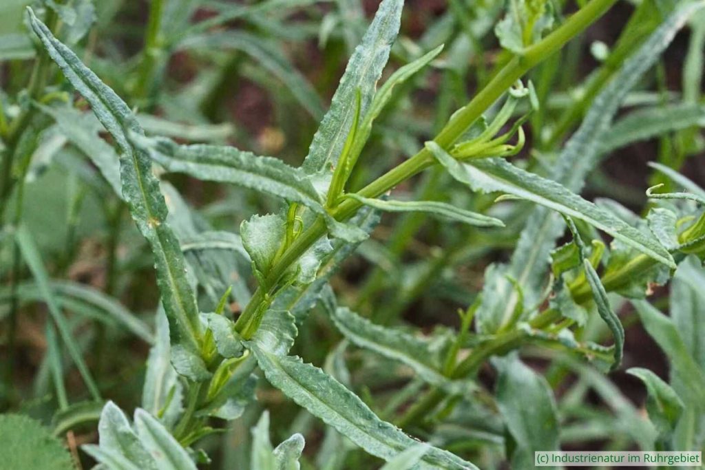 Typische Blattform des Schmalblättrigen Greiskrauts (Senecio inaequidens), Landschaftspark Duisburg-Nord, 12.06.2020