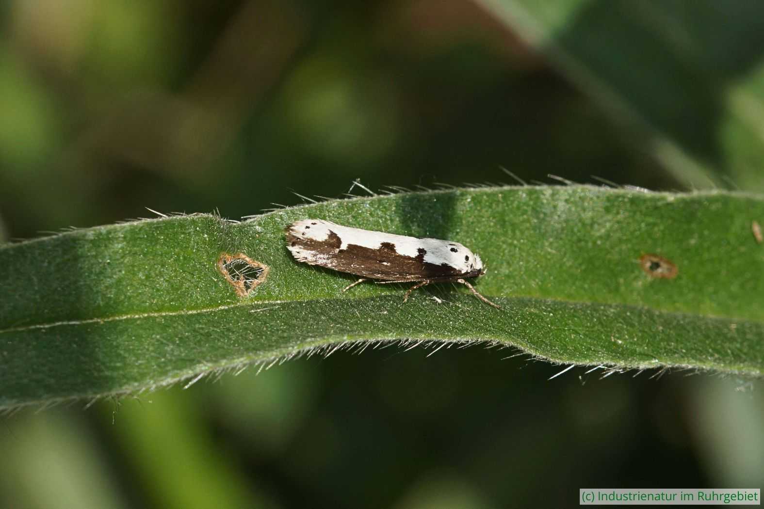 Natternkopf-Grasminiermotte (Ethmia bipunctella), Landschaftspark Duisburg-Nord, 12.06.2020