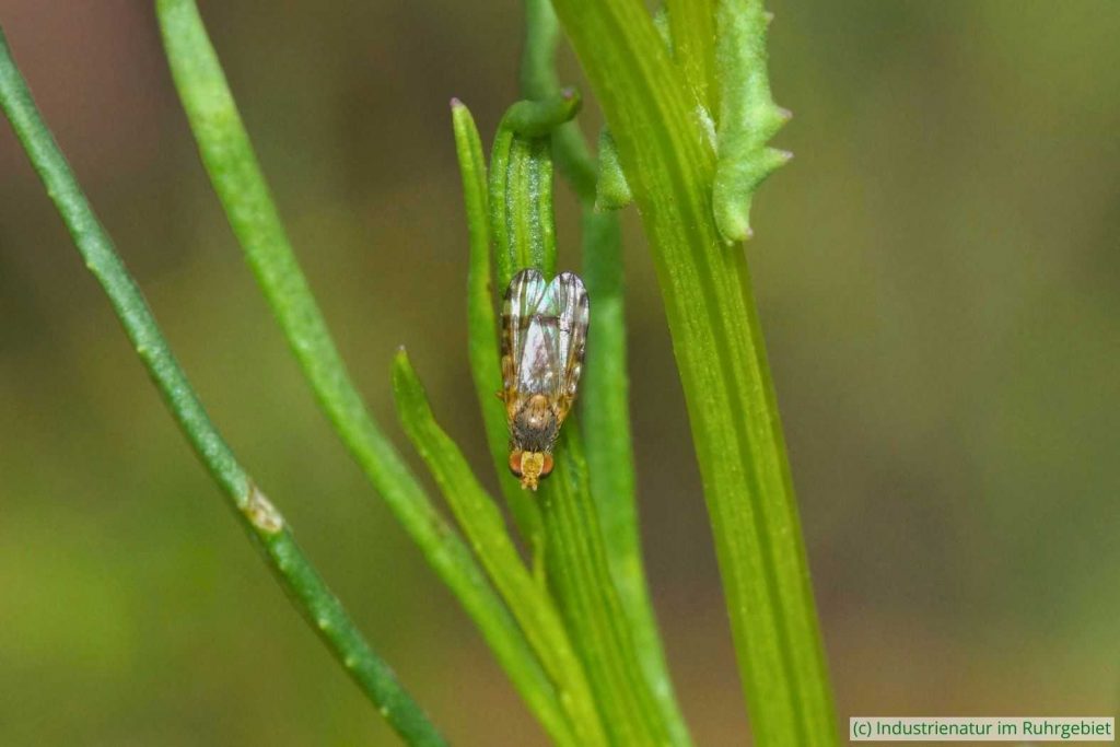 Gebänderte Kreuzkraut-Bohrfliege (Sphenella marginata), Landschaftspark Duisburg-Nord, 31.05.2024