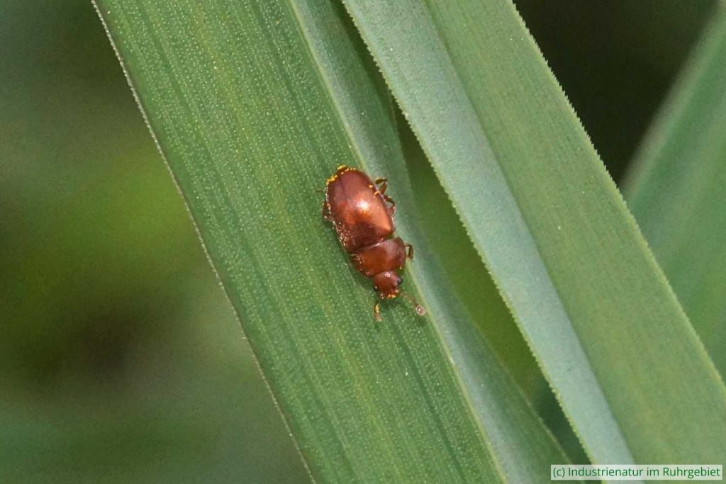 Glänzender Schlankmarienkäfer (Coccidula rufa), Mottbruchhalde, 22.04.2023