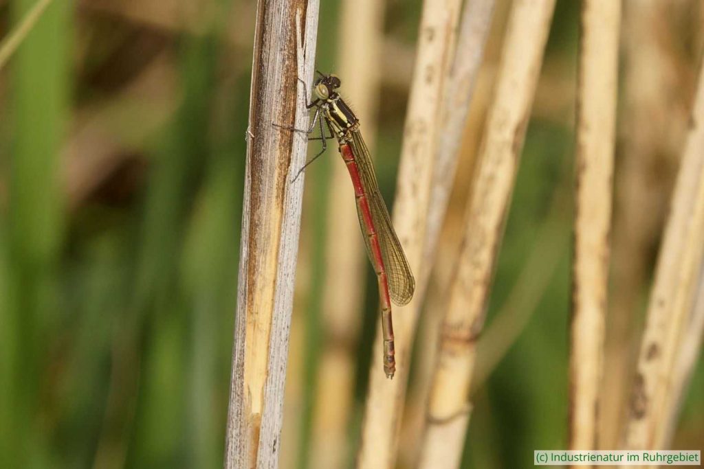 Frühe Adonislibelle (Pyrrhosoma nymphula), Mottbruchhalde, 22.04.2023