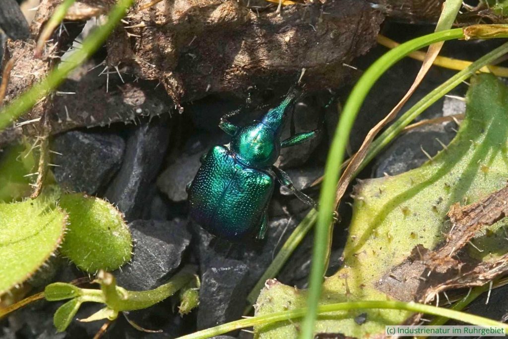 Rebenstecher (Byctiscus betulae), Mottbruchhalde, 22.04.2023