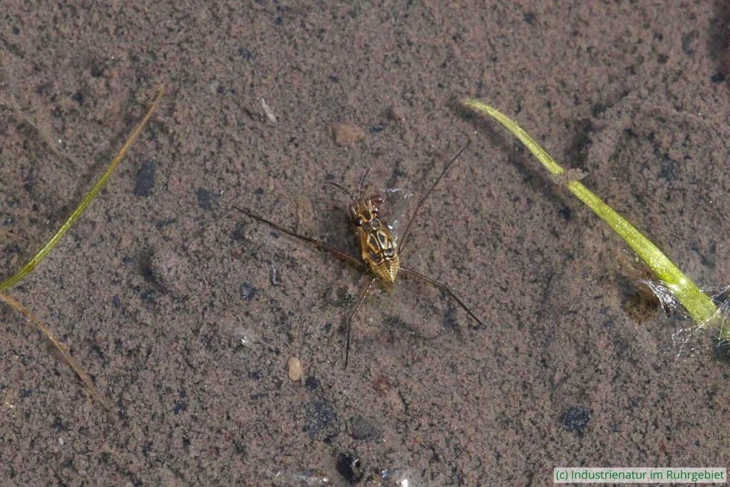 Nymphe eines Wasserläufers (Gerridae sp.), Mottbruchhalde, 29.05.2023