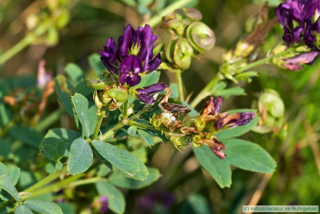 Luzerne (Medicago sativa) mit Wiesenschaumzikade (Philaenus spumarius), Mottbruchhalde, 05.08.2023