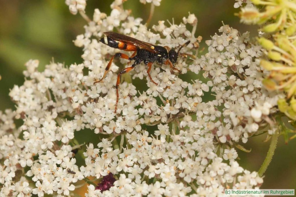 Flicken-Schlupfwespe (Ichneumon sarcitorius) auf Wilder Möhre (Daucus carota), Mottbruchhalde, 05.08.2023