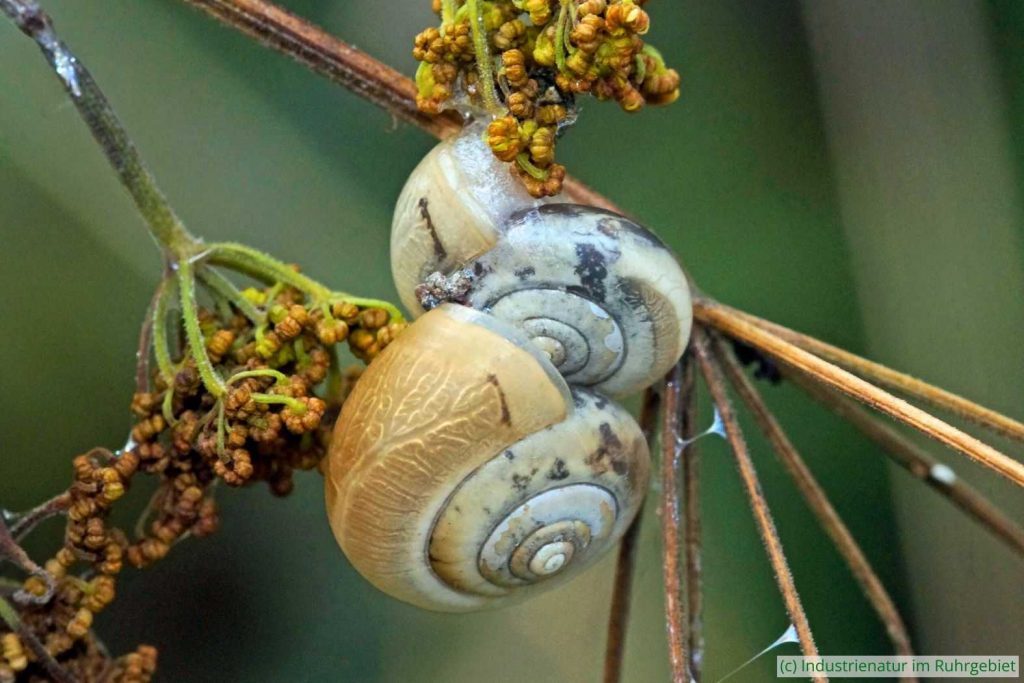 Zwei Kartäuserschnecken (Monacha cartusiana), Mottbruchhalde, 05.08.2023