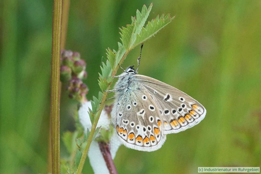 Hauhechel-Bläuling (Polyommatus icarus), Mottbruchhalde, 09.05.2024