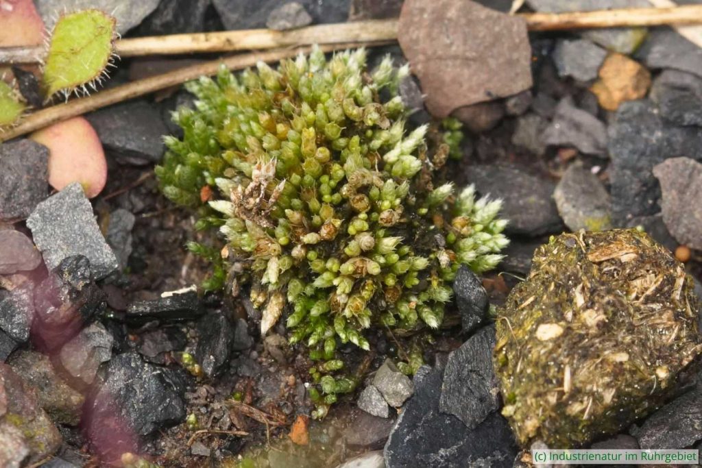 Silbermoos (Bryum argenteum), Mottbruchhalde, 26.05.2024