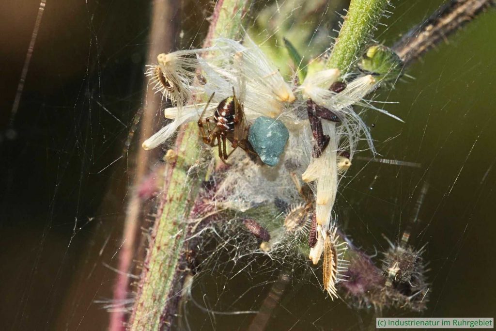 Spinnenweibchen (Phylloneta sp.) mit Kokon, Mottbruchhalde, 14.09.2024