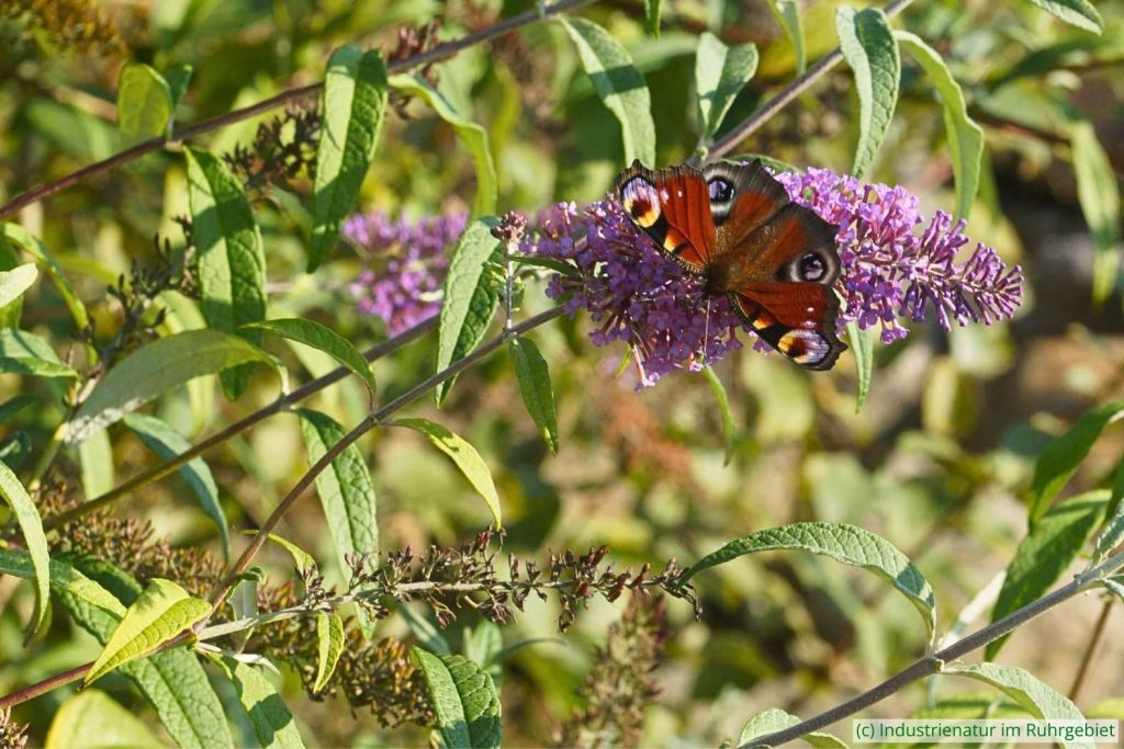 Tagpfauenauge (Aglais io) auf Schmetterlingsflieder (Buddleja davidii), Mottbruchhalde, 14.09.2024