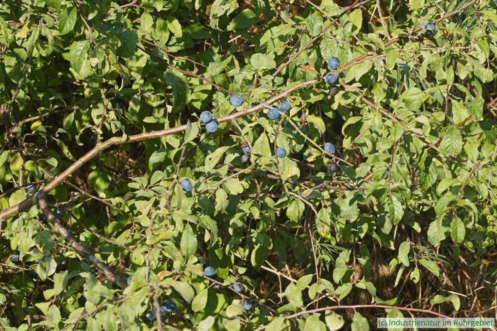 Schlehe (Prunus spinosa), Mottbruchhalde, 14.09.2024