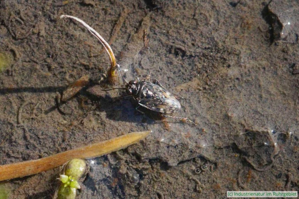 Saldula sp., Mottbruchhalde, 14.09.2024
