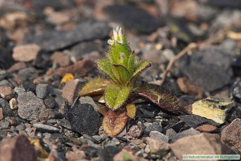 Niedriges Hornkraut (Cerastium pumilum), Mottbruchhalde, 08.04.2025