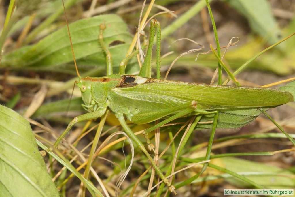 Grünes Heupferd (Tettigonia viridissima), Mottbruchhalde, 24.06.2025