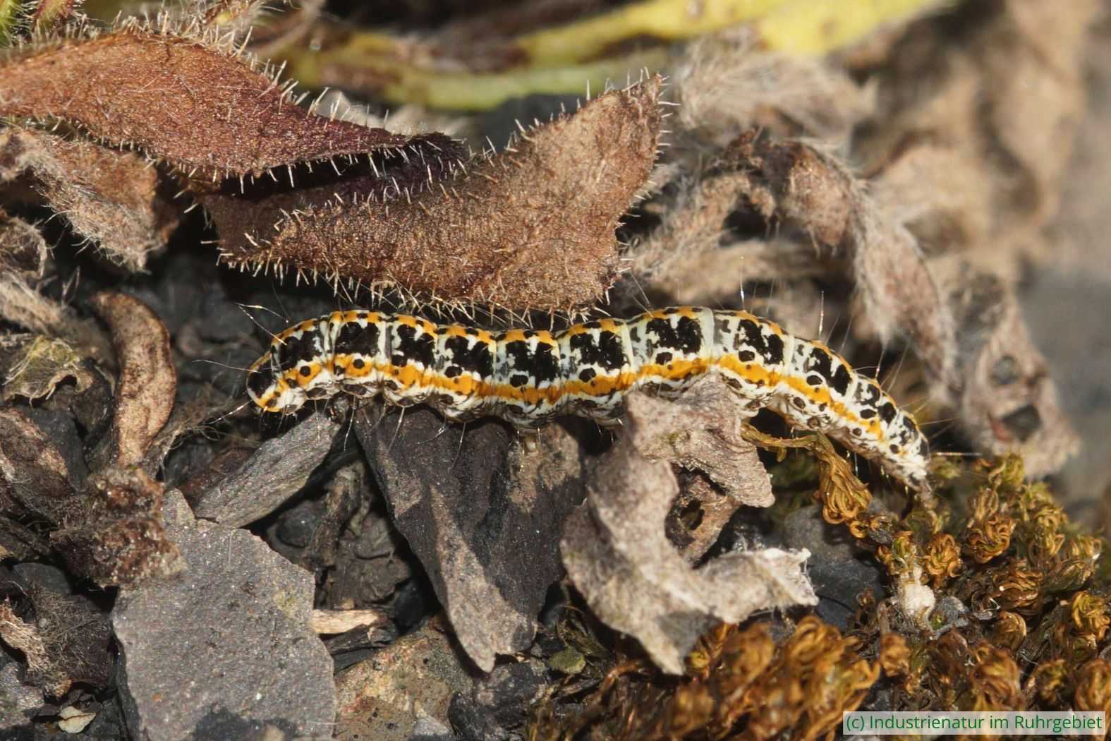 Raupe der Natternkopf-Grasminiermotte (Ethmia bipunctella), Mottbruchhalde, 25.06.2025