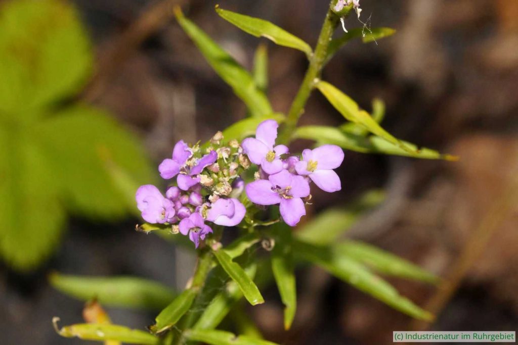 Stammt aus dem Mittelmeerraum: die Doldige Schleifenblume (Iberis umbellata), Mottbruchhalde, 25.06.2026
