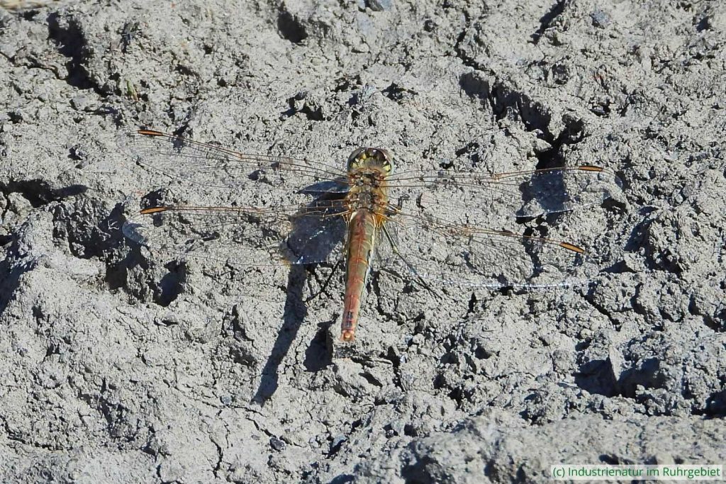 Frühe Heidelibelle (Sympetrum fonscolombii), Mottbruchhalde, 25.06.2025