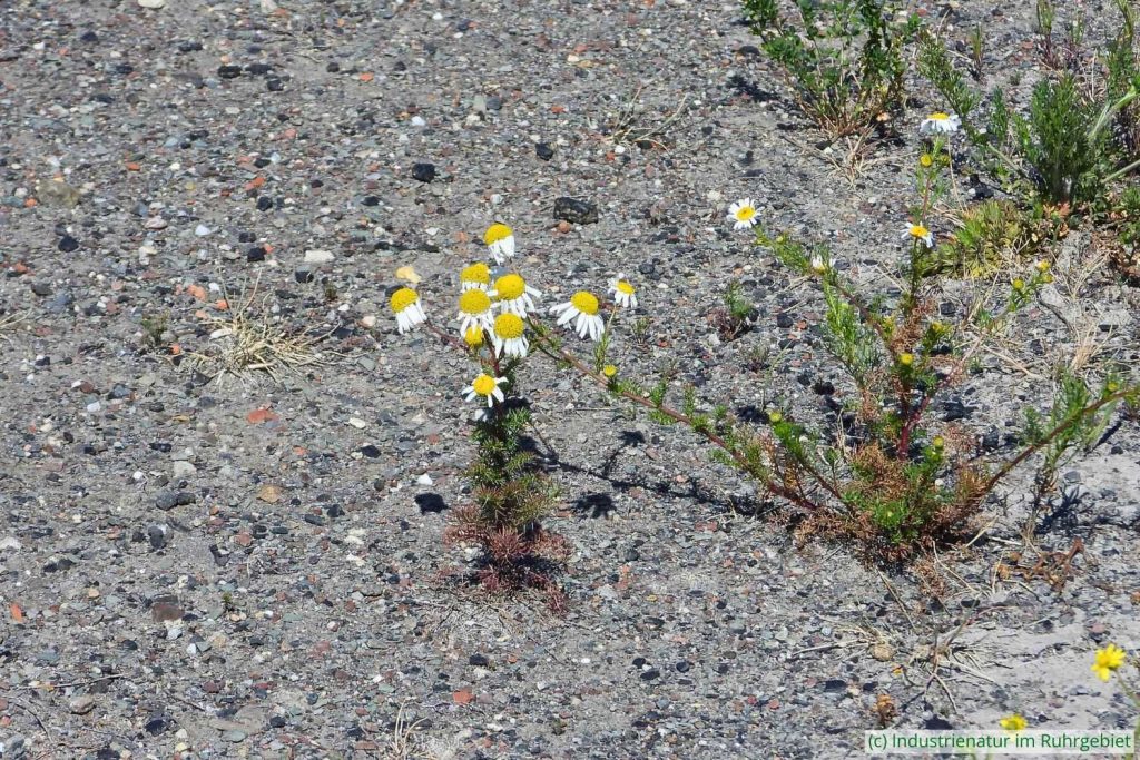 Echte Strandkamille (Tripleurospermum maritimum), Mottbruchhalde, 25.06.2025