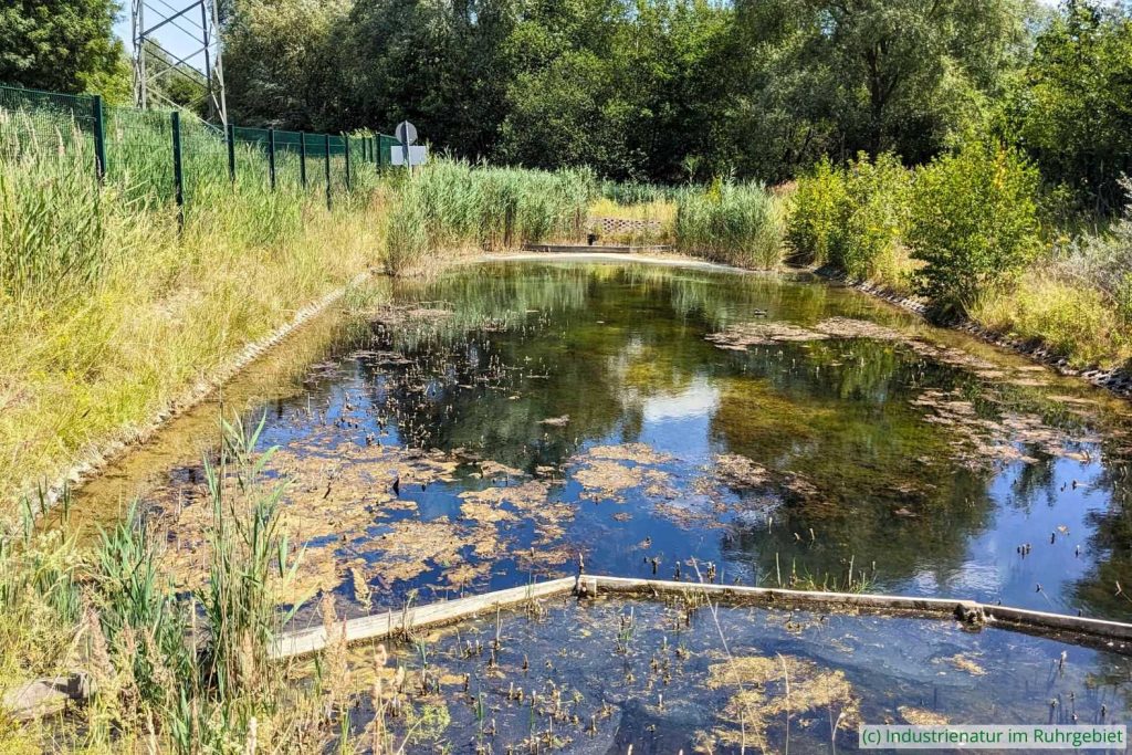 5c: Südöstliches Rückhaltebecken der Mottbruchhalde, 25.06.2025