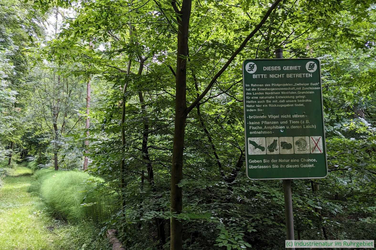 Ruheraum für die Natur am Dellwiger Bach auf der Halde Zollern, 05.07.2025
