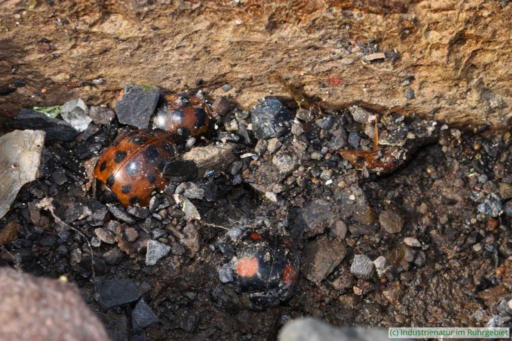 Vier Asiatische Marienkäfer (Harmonia axyridis) kommen nach der Überwinterung aus dem Bergematerial hervor, Schurenbachhalde, 11.03.2017