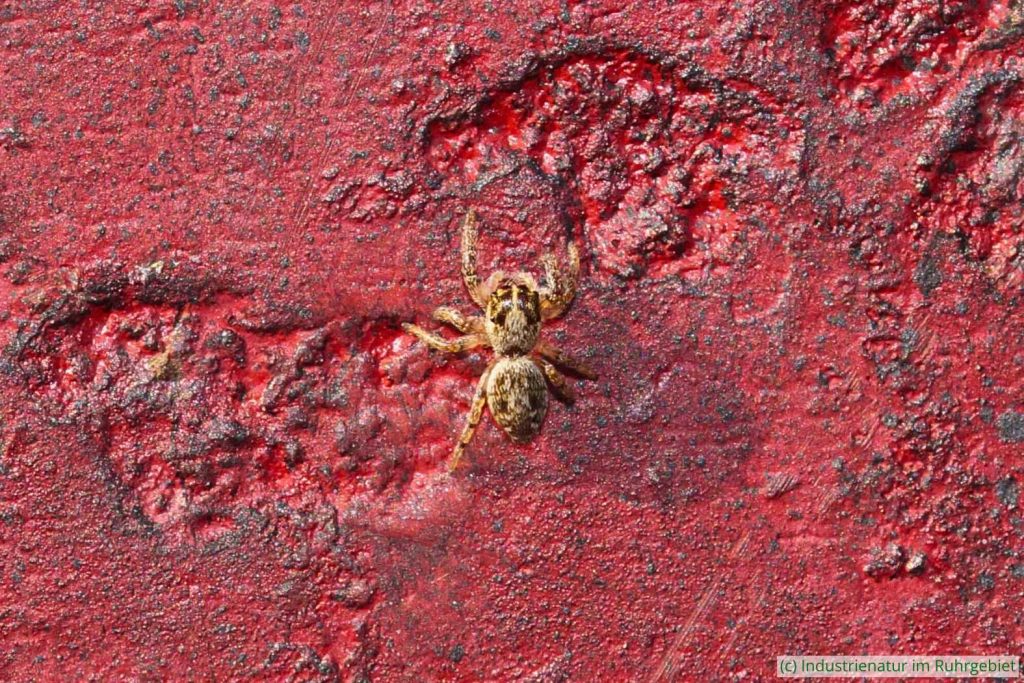 Kanarenspringer (Macaroeris nidicolens) auf der Bramme, Schurenbachhalde, 21.10.2018