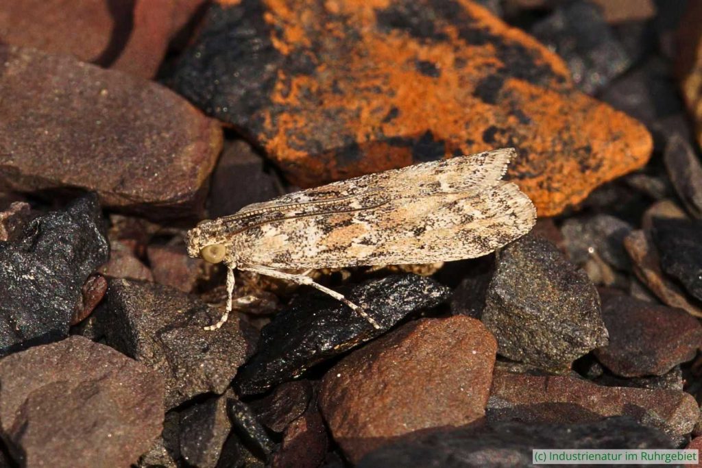 Salzliebender Schmalzünsler (Ancylosis oblitella), Schurenbachhalde, 15.09.2019