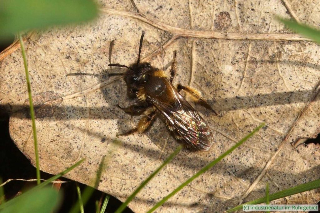 Zweifarbige Sandbiene (Andrena bicolor), Schurenbachhalde, 06.04.2020