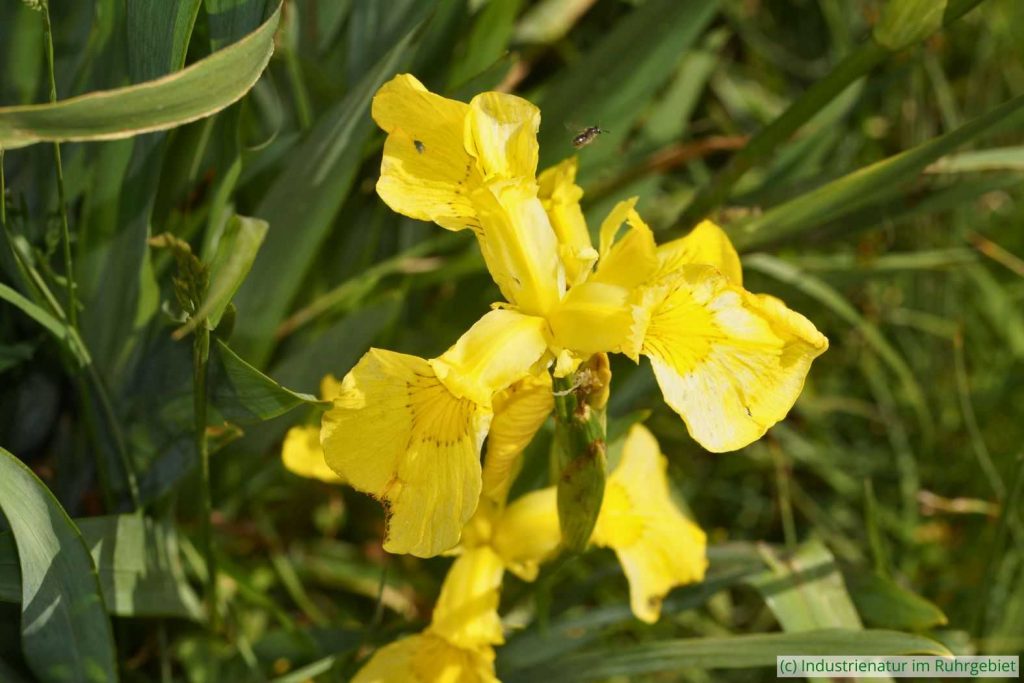Sumpf-Schwertlilie (Iris pseudacorus), Schurenbachhalde, 31.05.2020