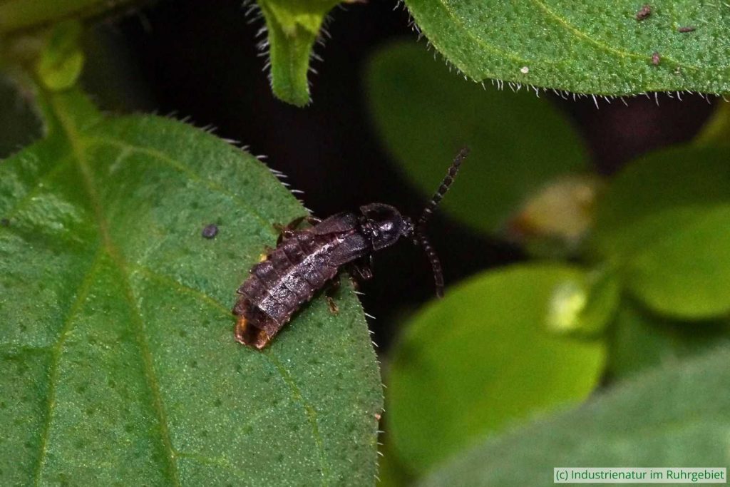 Kurzflügel-Leuchtkäfer (Phosphaenus hemipterus), Schurenbachhalde, 02.07.2021