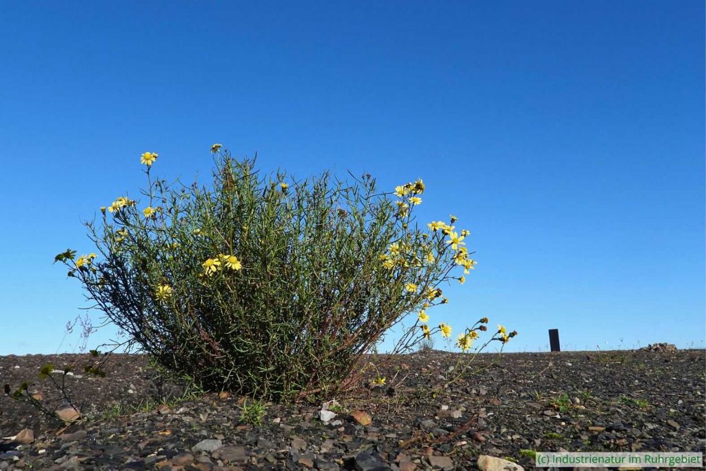 Schmalblättriges Greiskraut (Senecio inaequidens) auf Bergematerial, Schurenbachhalde, 22.11.2021