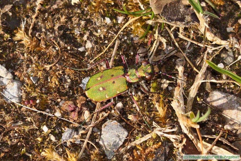 Feld-Sandlaufkäfer (Cicindela campestris), Schurenbachhalde, 19.03.2022