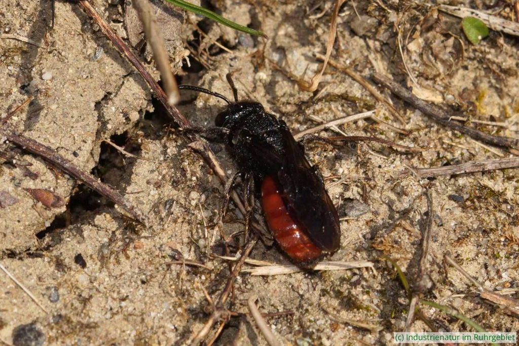 Große Blutbiene (Sphecodes albilabris), Schurenbachhalde, 19.03.2022