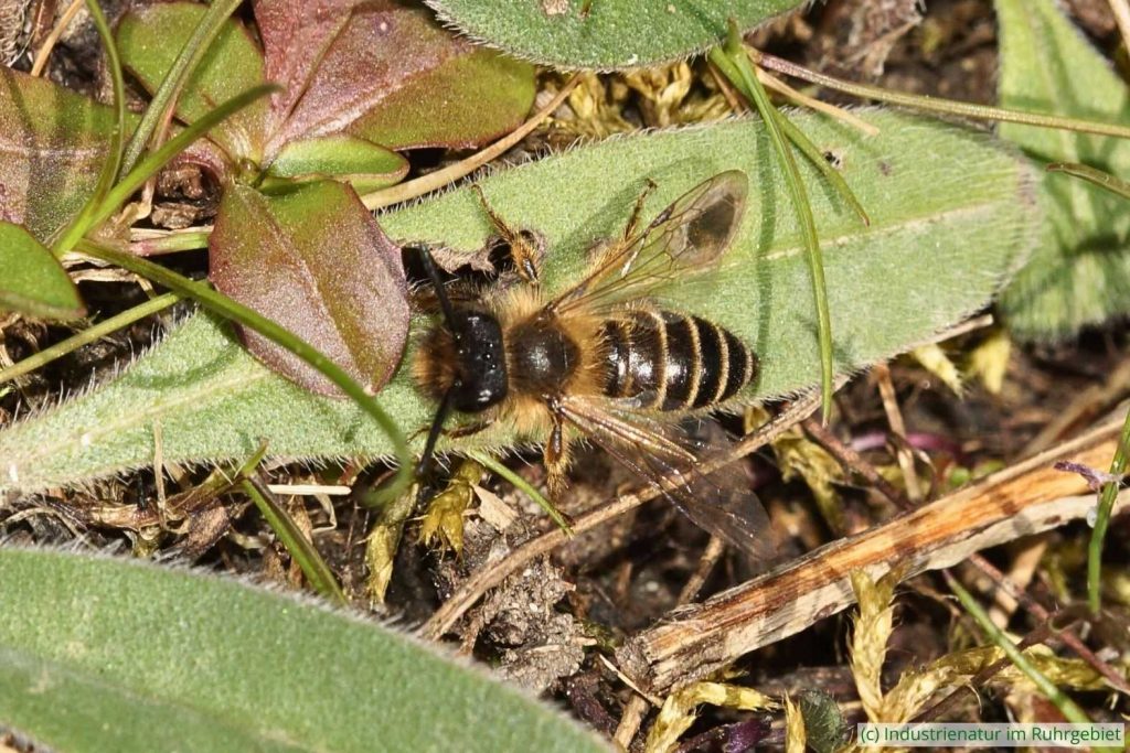 Gewöhnliche Bindensandbiene (Andrena flavipes), Schurenbachhalde, 19.03.2022