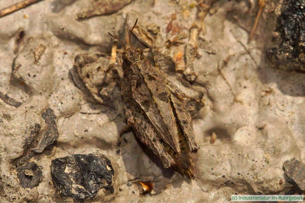 Langfühler-Dornschrecke (Tetrix tenuicornis), Schurenbachhalde, 26.05.2022