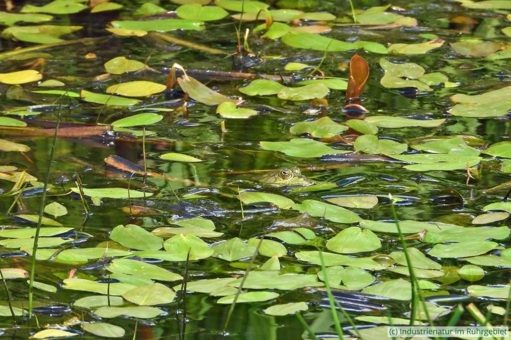 Teichfrosch (Pelophylax esculentus) zwischen Schwimmendem Laichkraut (Potamogeton natans), Schurenbachhalde, 20.06.2022