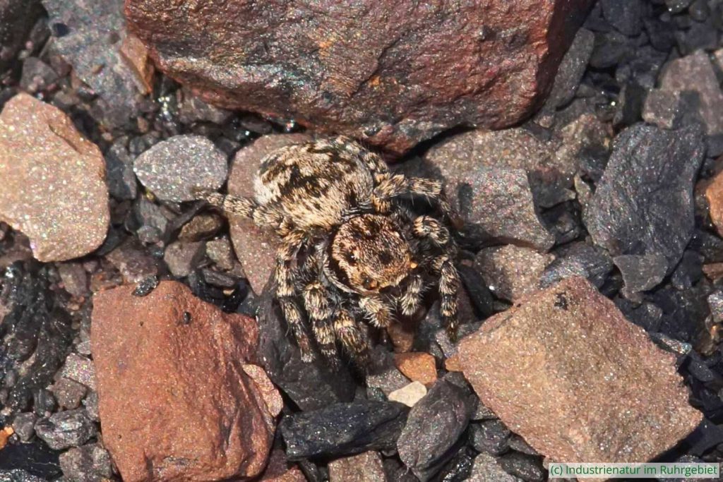 V-Fleck-Springspinne (Aelurillus v-insignitus), Schurenbachhalde, 23.07.2022