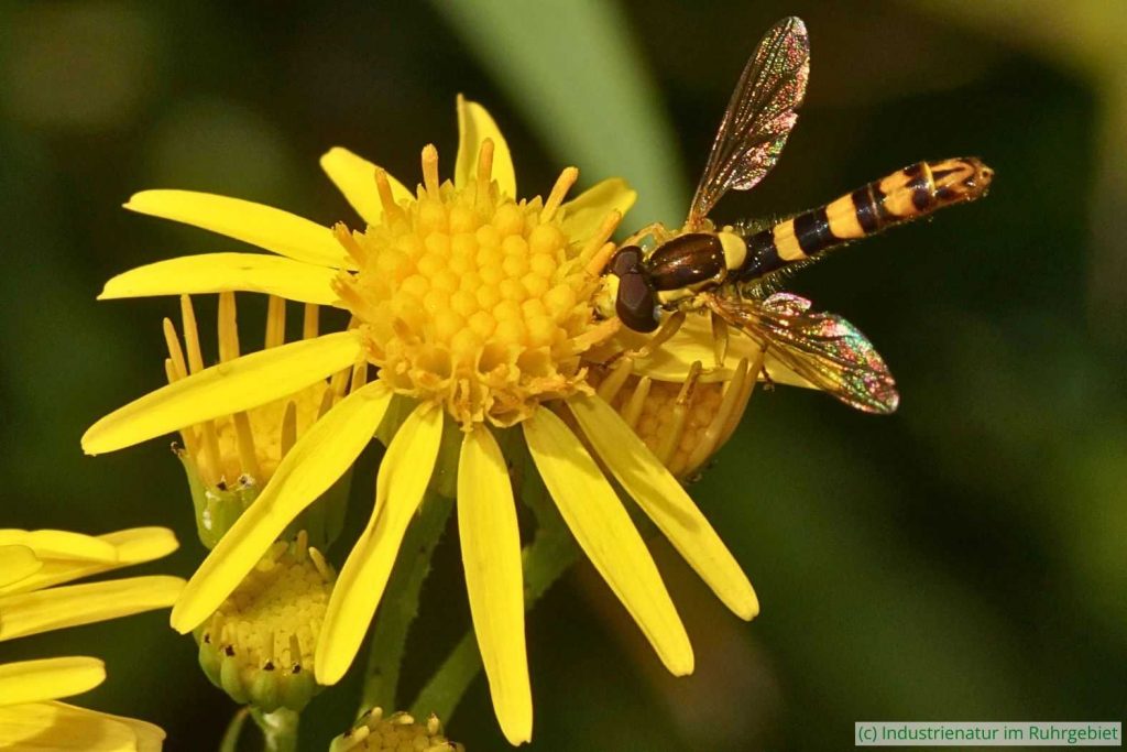 Männliche Stiftschwebfliege (Sphaerophoria sp.) auf Schmalblättrigem Greiskraut (Senecio inaequidens), Schurenbachhalde, 23.07.2022