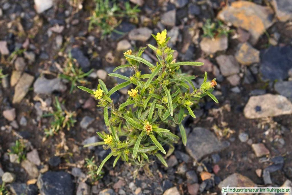 Schmalblättriger Klebalant (Dittrichia graveolens), Schurenbachhalde, 30.09.2022