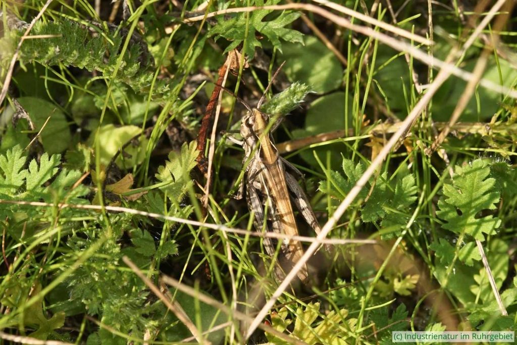 Nachtigall-Grashüpfer (Chorthippus biguttulus), Schurenbachhalde, 30.09.2022