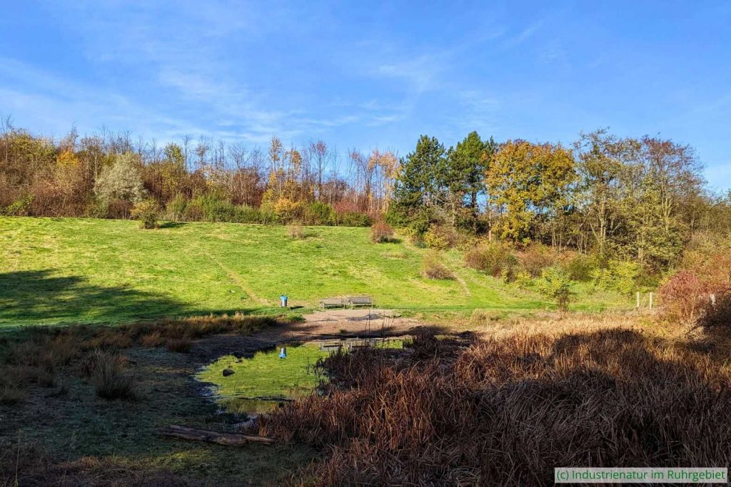 Wiese und Gewässer auf der Schurenbachhalde im Spätherbst, 12.11.2022