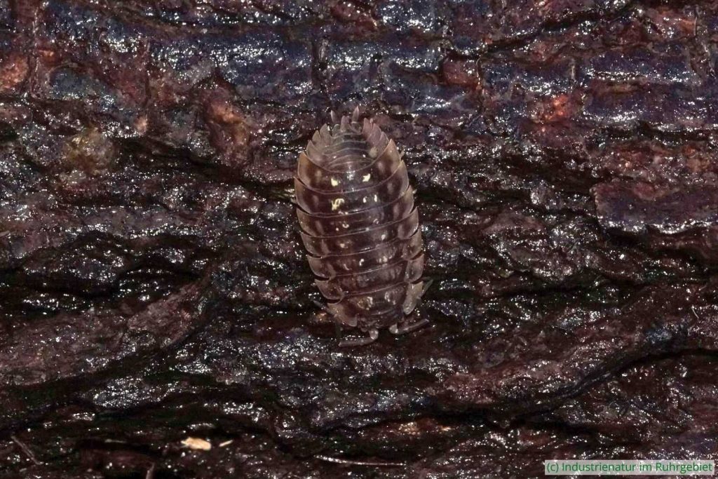 Mauerassel (Oniscus asellus), Schurenbachhalde, 15.01.2023