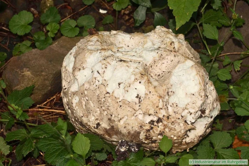 Deutlich angeknabberter Riesenbovist (Langermannia gigantea), Schurenbachhalde, 30.07.2023